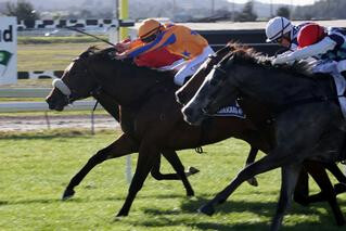 Unbeaten Heroic Valour claims victory at Ruakaka. Photo Credit: Trish Dunell.